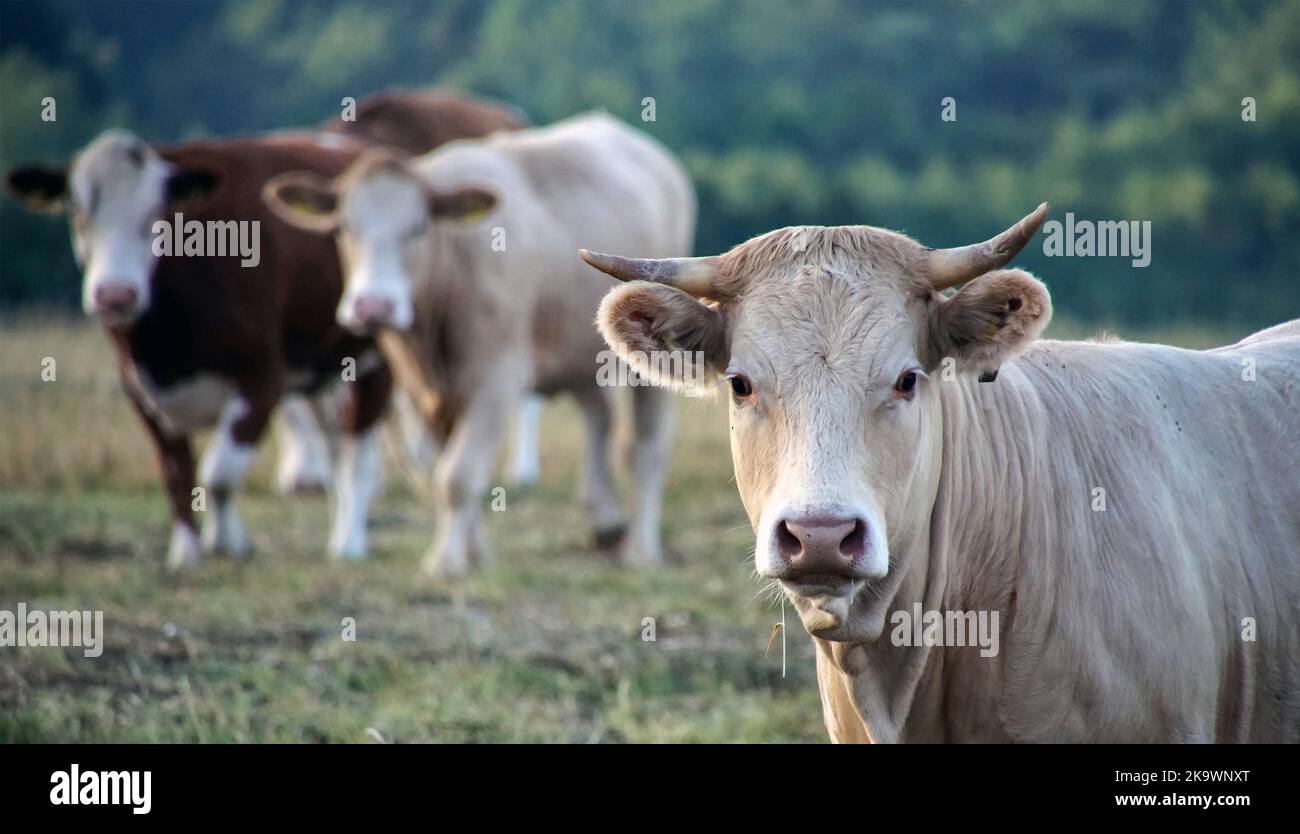 Nutztiere, Kühe Stock Photo