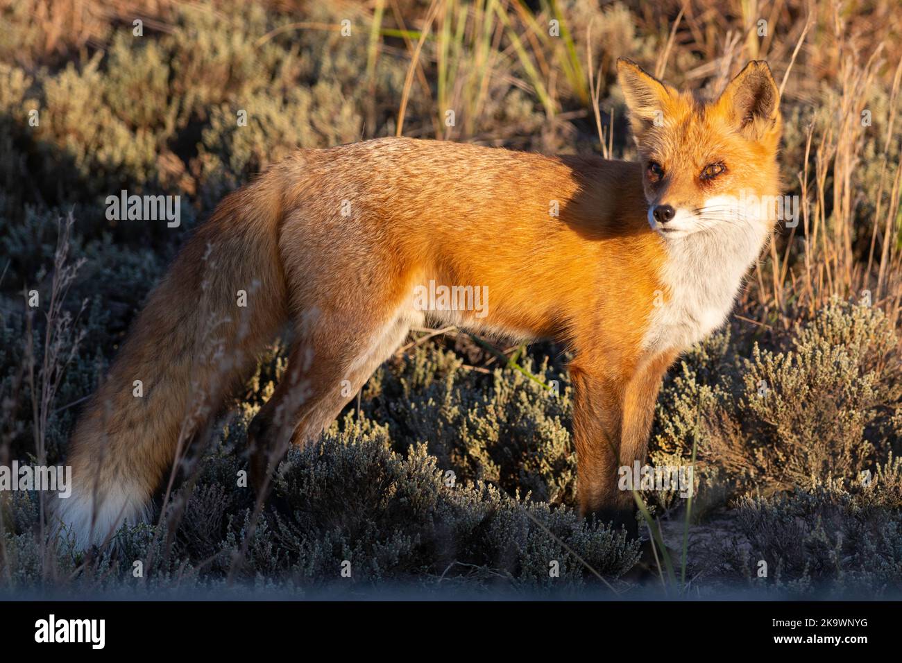 Red Fox At Island Beach State Park Vulpes Vulpes Stock Photo Alamy red-fox-at-island-beach-state-park-vulpes-vulpes-stock-photo-alamy