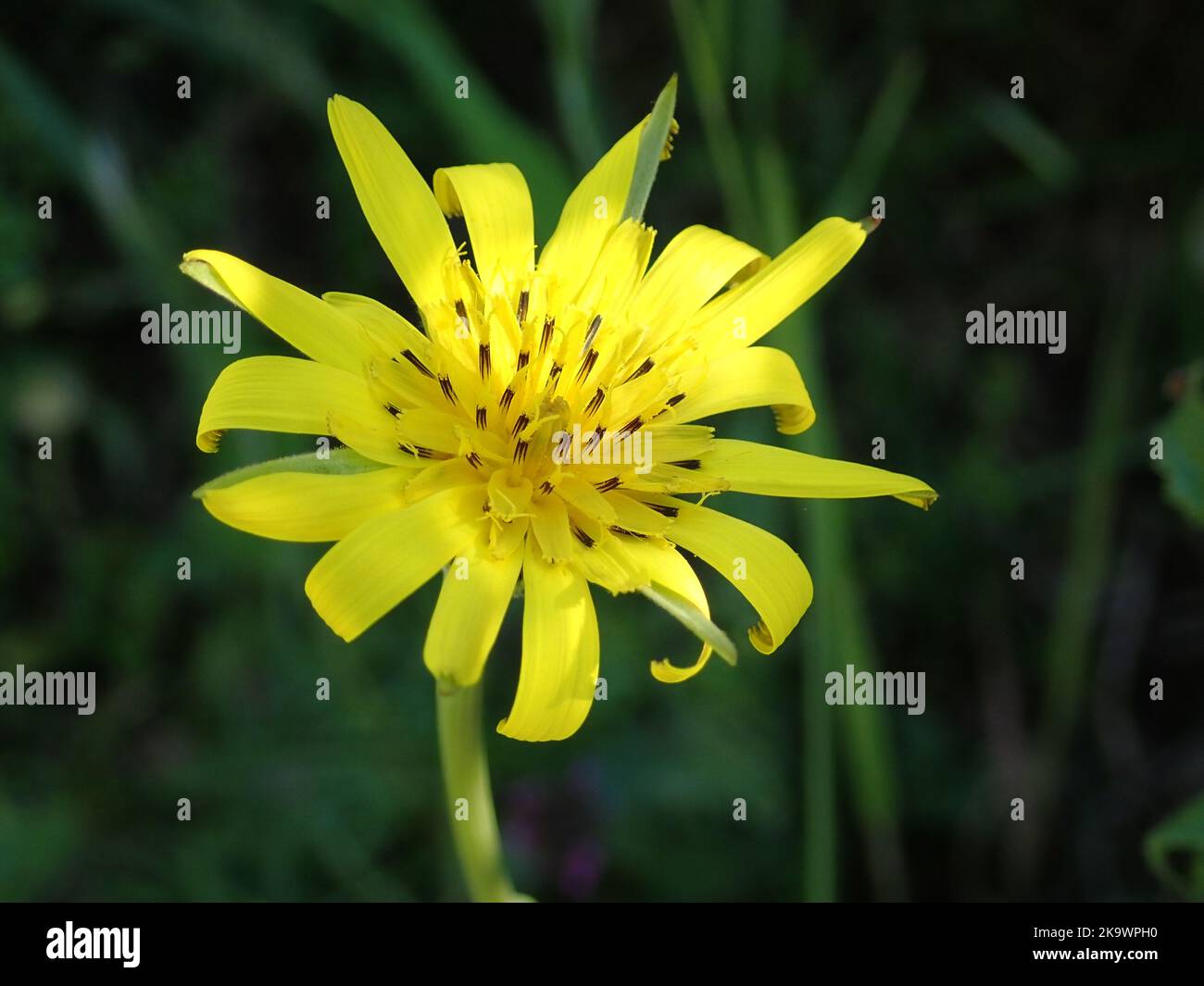 meadow salsify Tragopogon pratensis in Picos Mountains, northern Spain Stock Photo