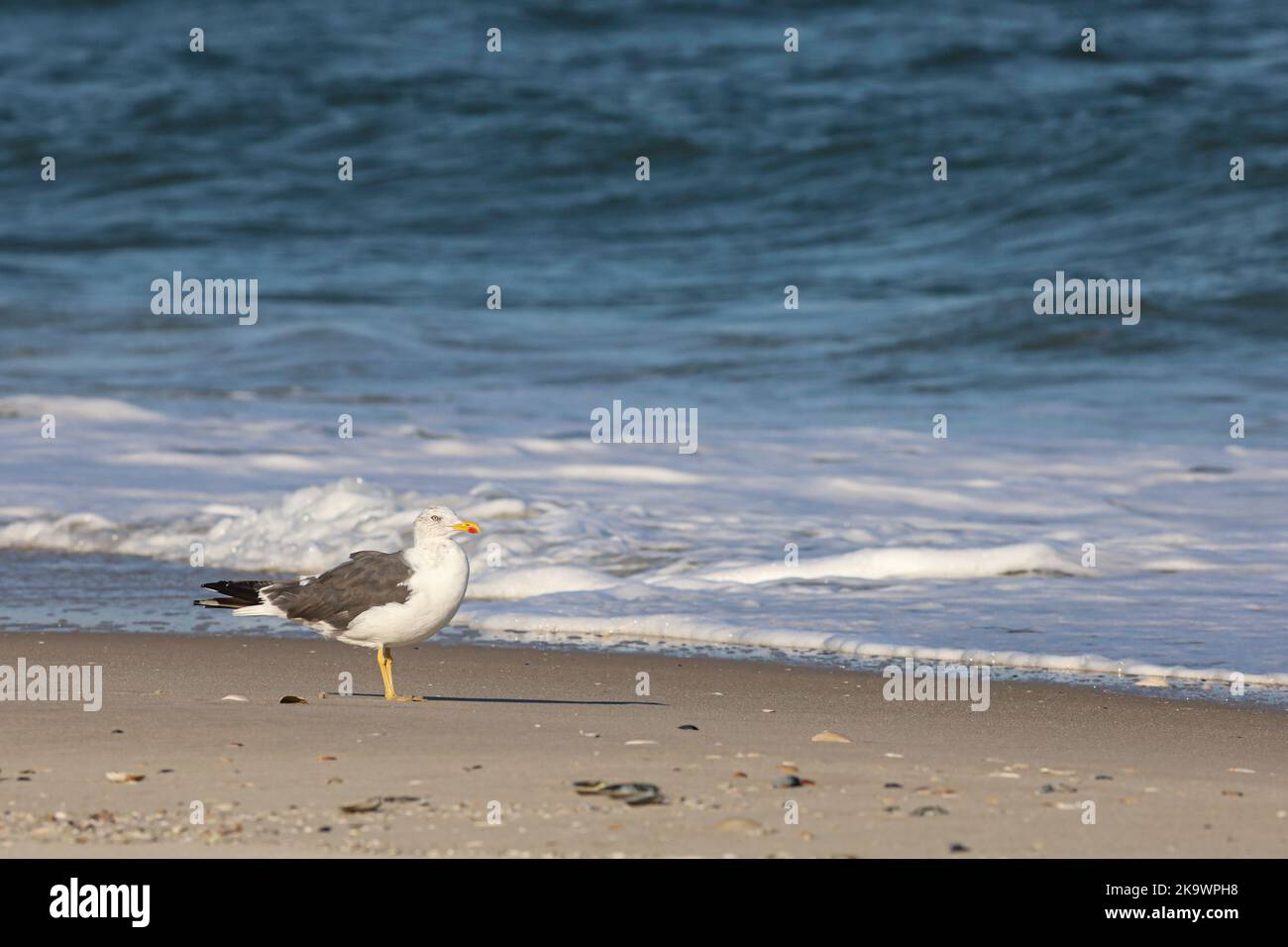 Great black-back gull - Larus marinus Stock Photo