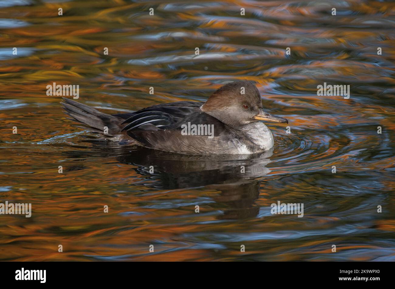 Female Hooded Merganser, Lophodytes cucullatus, swimming and feeding on lake in autumn, with reflected red maple beyond. Stock Photo