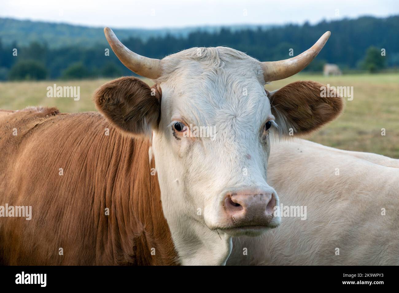 Nutztiere, Kühe Stock Photo