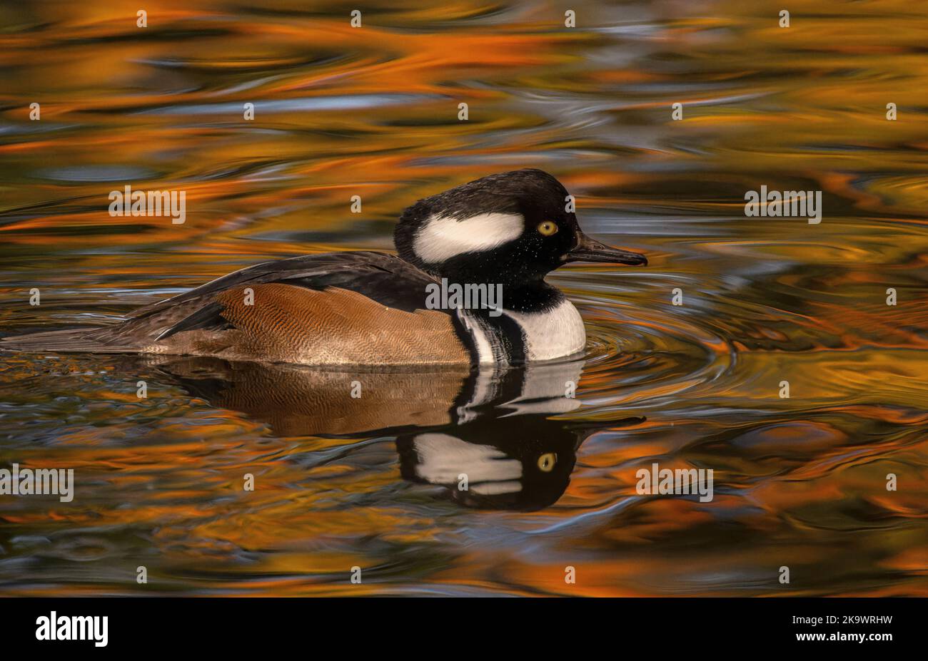 Male Hooded Merganser, Lophodytes cucullatus, swimming and feeding on lake in autumn, with reflected red maple beyond. Stock Photo