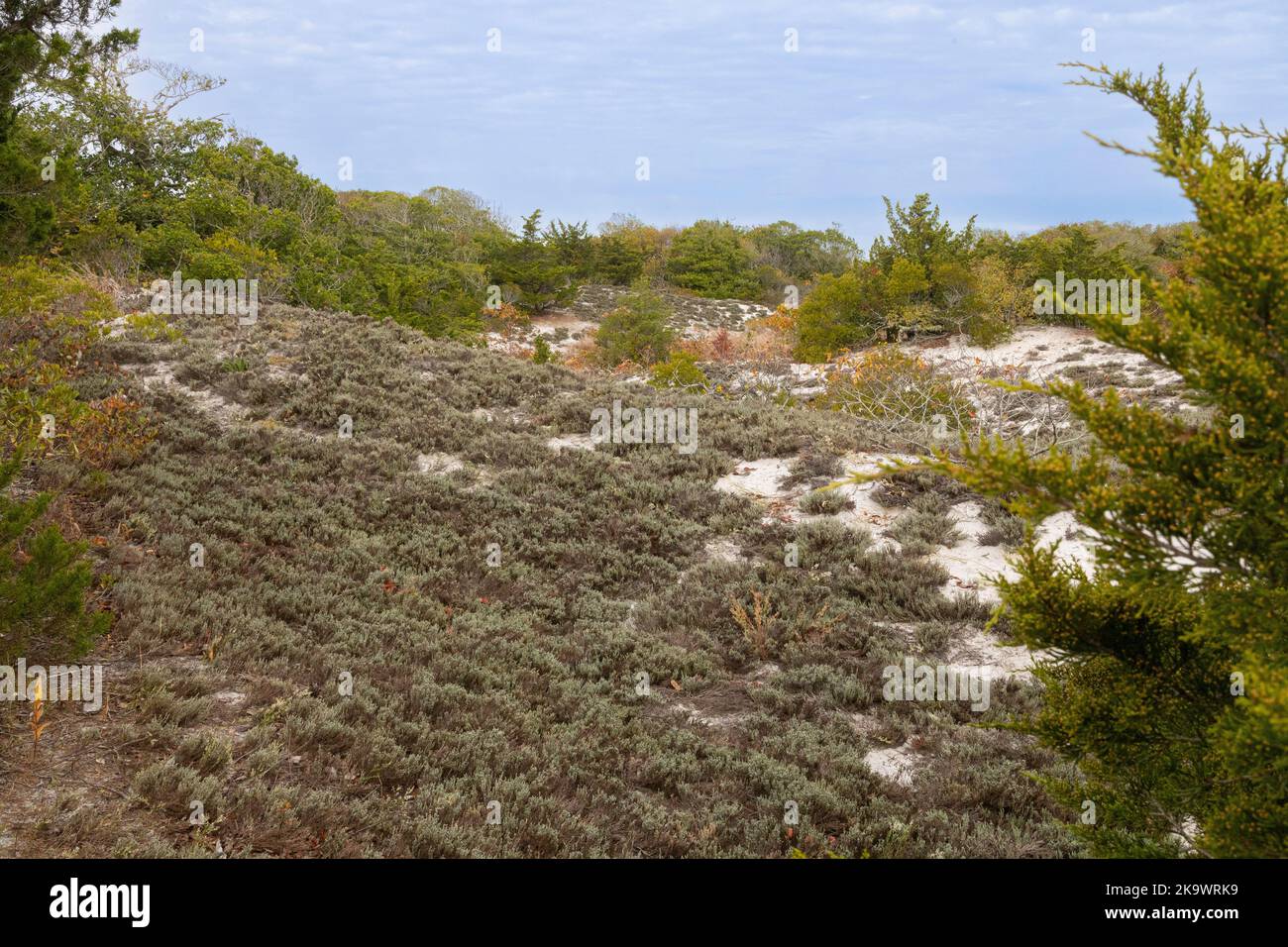 Beach Heather Dwarf Shrubland;  Hudsonia tomentosa forms a continuous mat in maritime forest openings on extremely stable back dunes Stock Photo