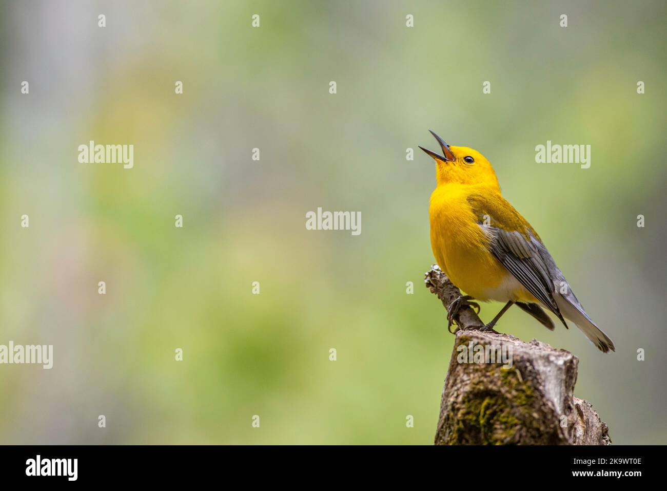 Prothonotary warbler - Protonotaria citrea Stock Photo