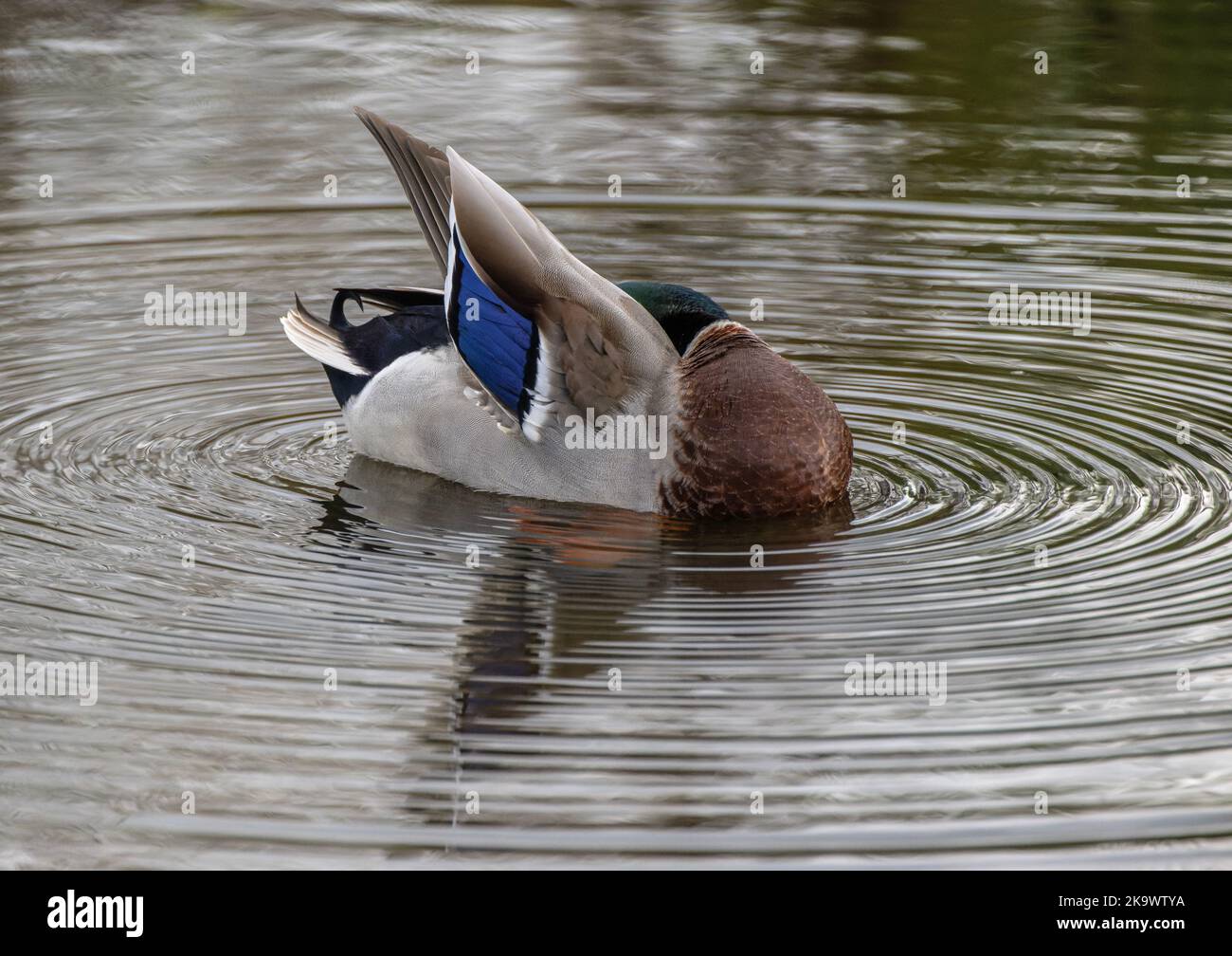 Male Mallard, Anas platyrhynchos, feeding and preening on lake, in late autumn. Stock Photo