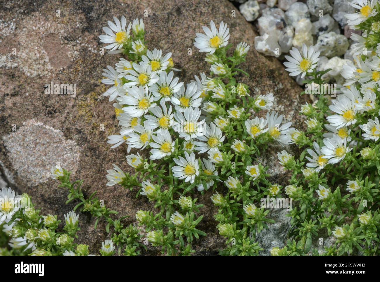 White heath aster, Symphyotrichum ericoides, in flower. From the USA. Stock Photo