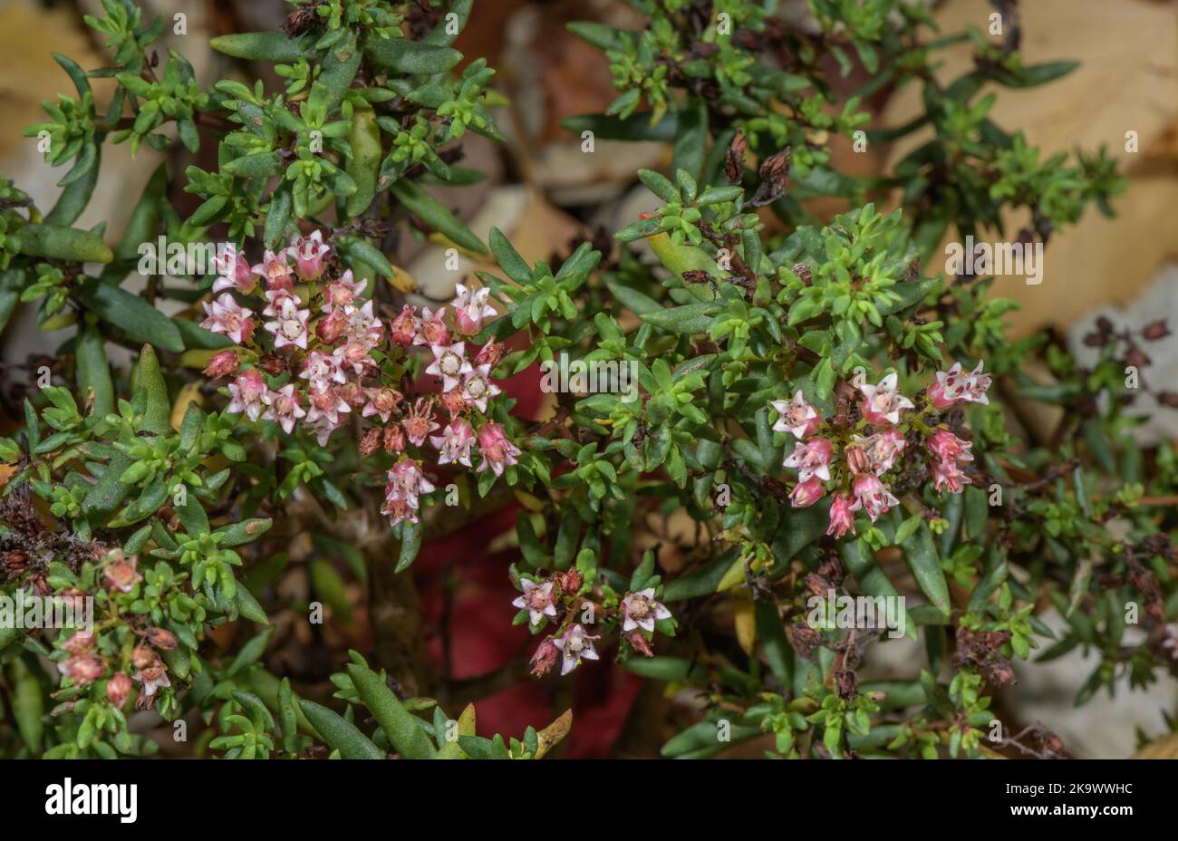 Bonsai crassula, Crassula sarcocaulis, from South Africa Stock Photo