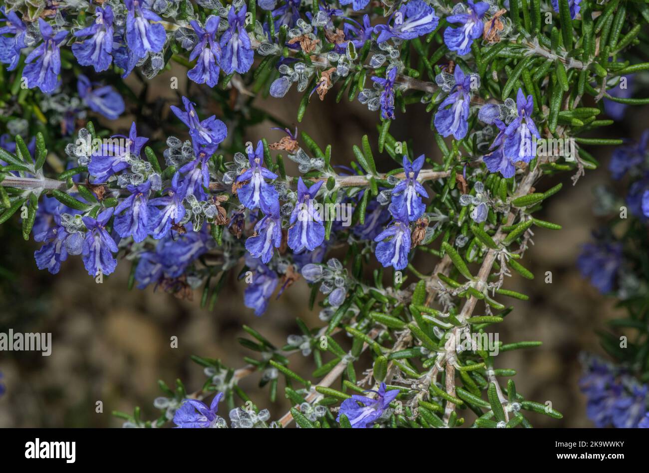 A garden variety of Rosemary, Rosmarinus officinalis 'McConnell's Blue' in culti=vation. Stock Photo