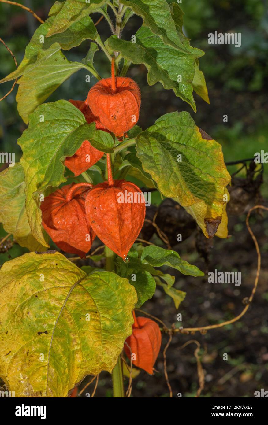 The ripe fruits of Chinese Lantern plant, Physalis alkekengi, each surrounded by an orange papery calyx. Autumn. Stock Photo