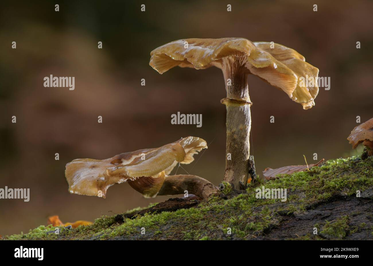 Honey fungus, Armillaria mellea, growing on old fallen trunk. Stock Photo