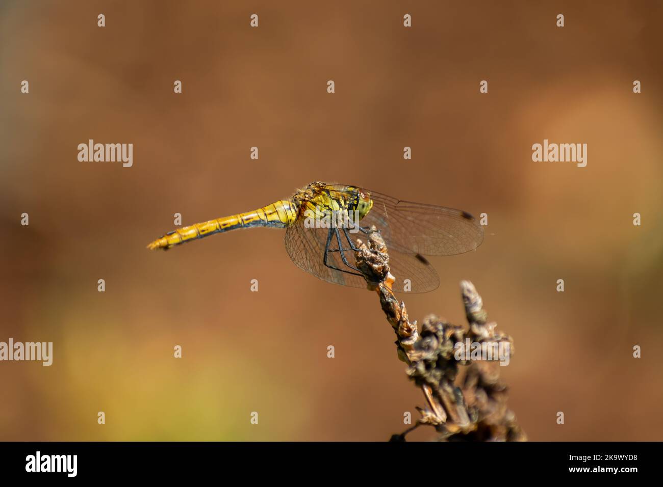 A yellow dragonfly sits on a branch, summer view Stock Photo