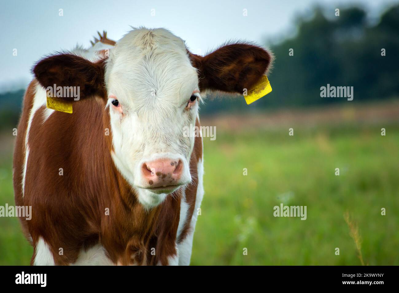 A spotted cow calf in the pasture, summer view in Poland Stock Photo