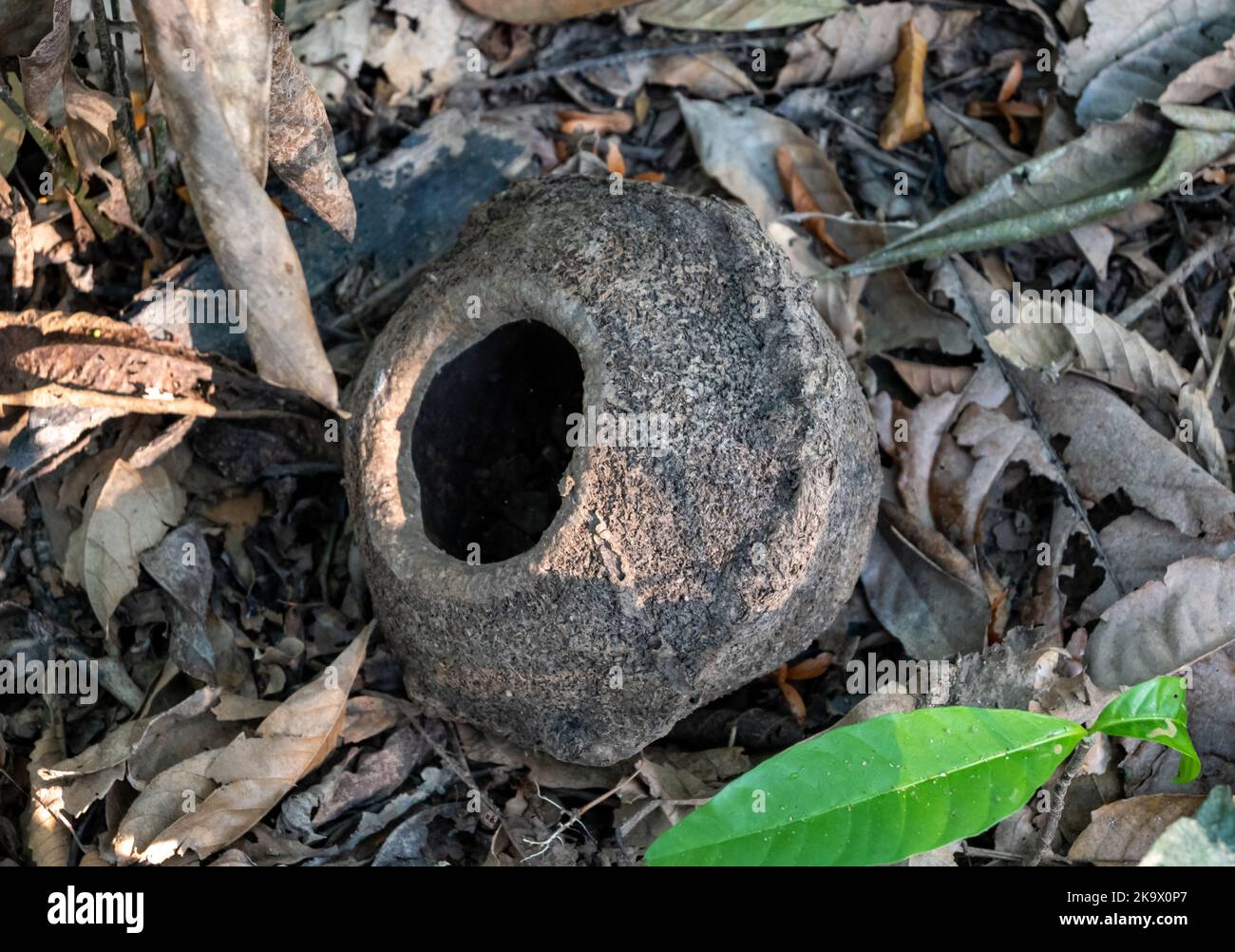 Seed capsule of Sapucaia or Paradise Nut (Lecythis zabucajo) from the Amazon tropical forest. Itacoatiara, Amazonas, Brazil. Stock Photo