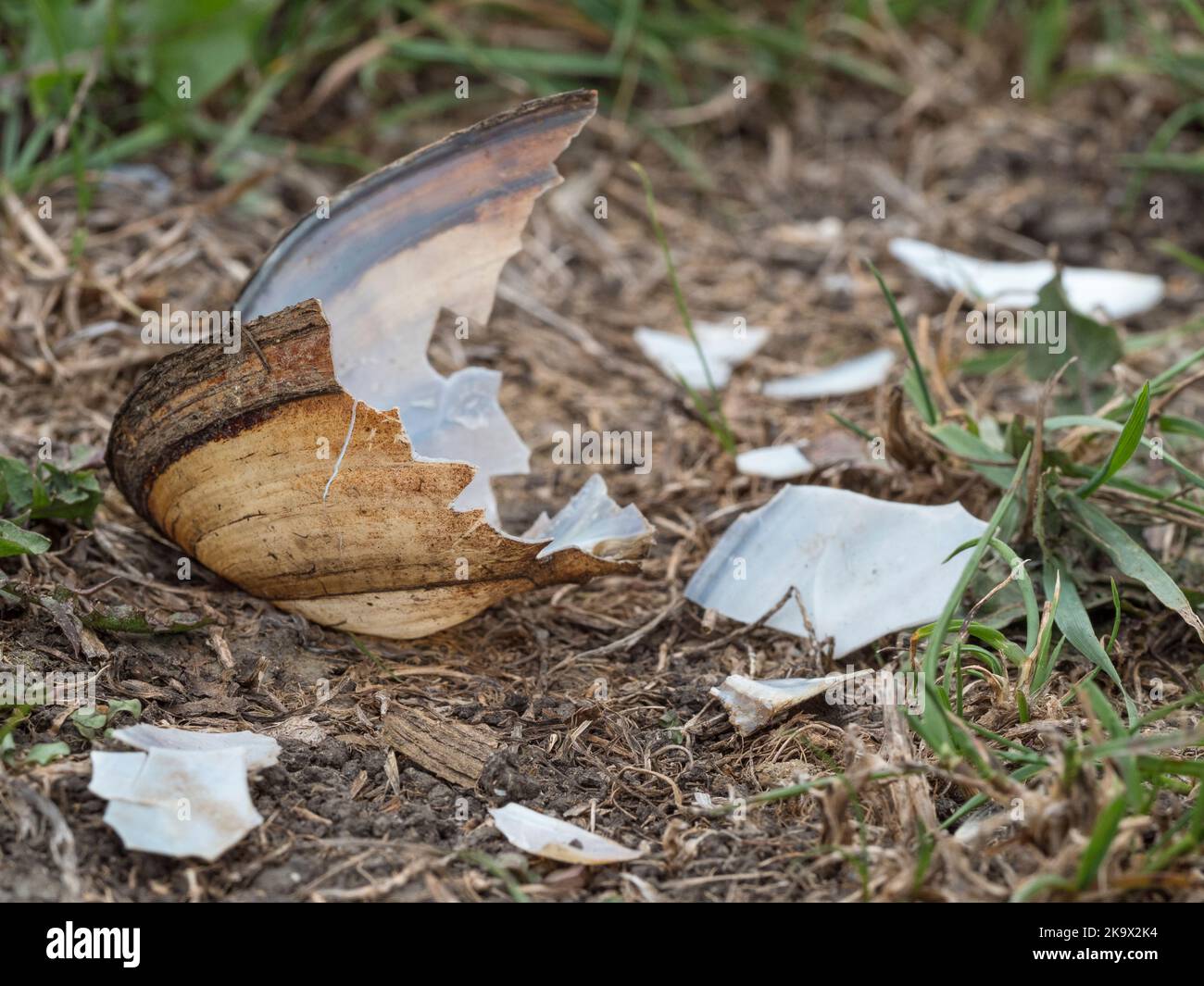 Remains of a Swan Mussel (Anodonta cygnea) predated by a Eurasian otter (Lutra lutra), Old West River, Cambridgeshire Stock Photo