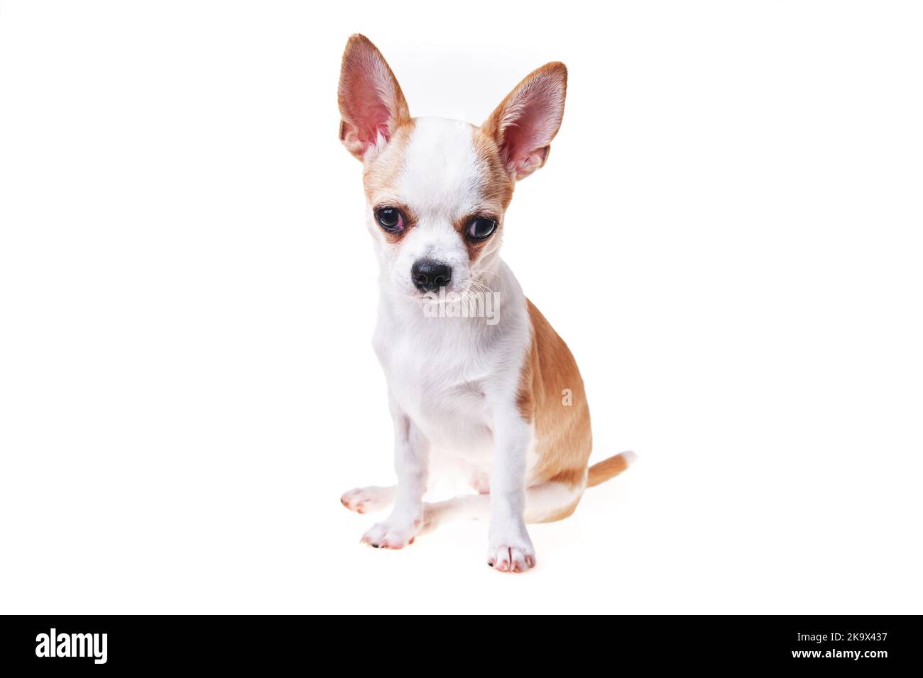 Beautiful and cute white and brown mexican chihuahua dog over