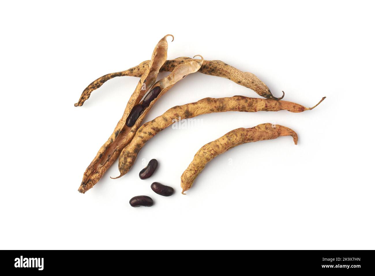 harvest seeds from dried beans pods, save vegetable seeds to plant next