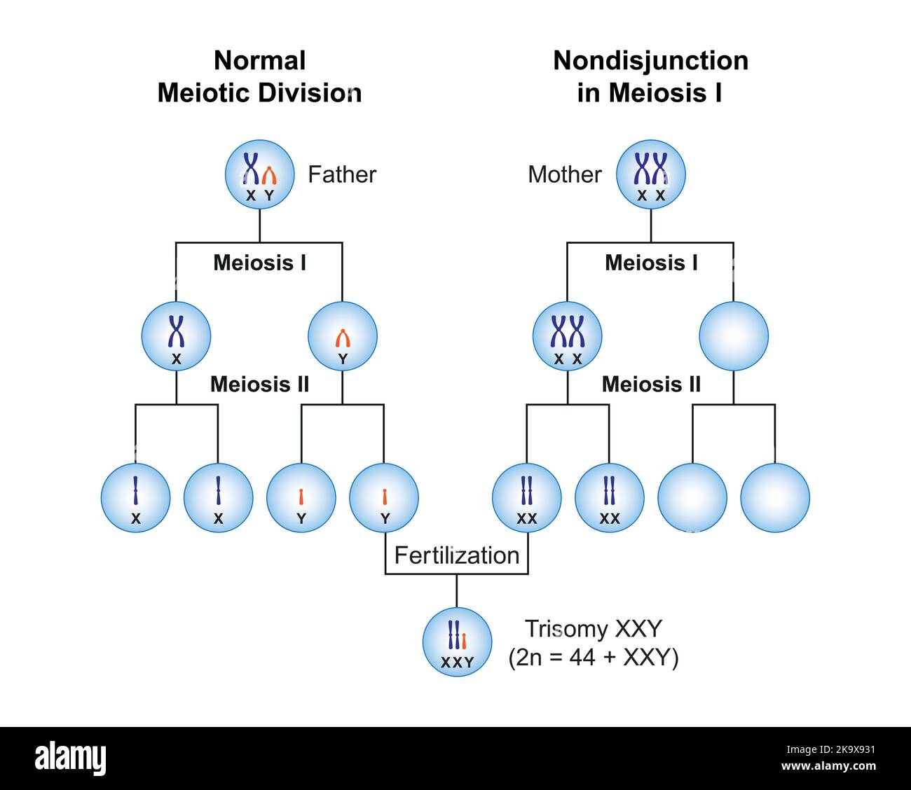 Scientific Designing of Nondisjunction in Trisomy XXY (Klinefelter Syndrome) . Colorful Symbols. Vector Illustration. Stock Vector