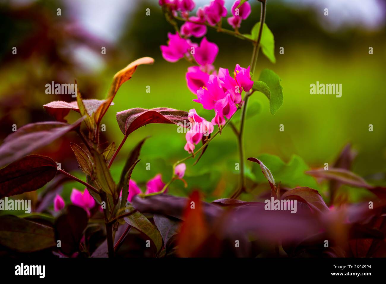 Wonderful flowers in barbados hires stock photography and images Alamy