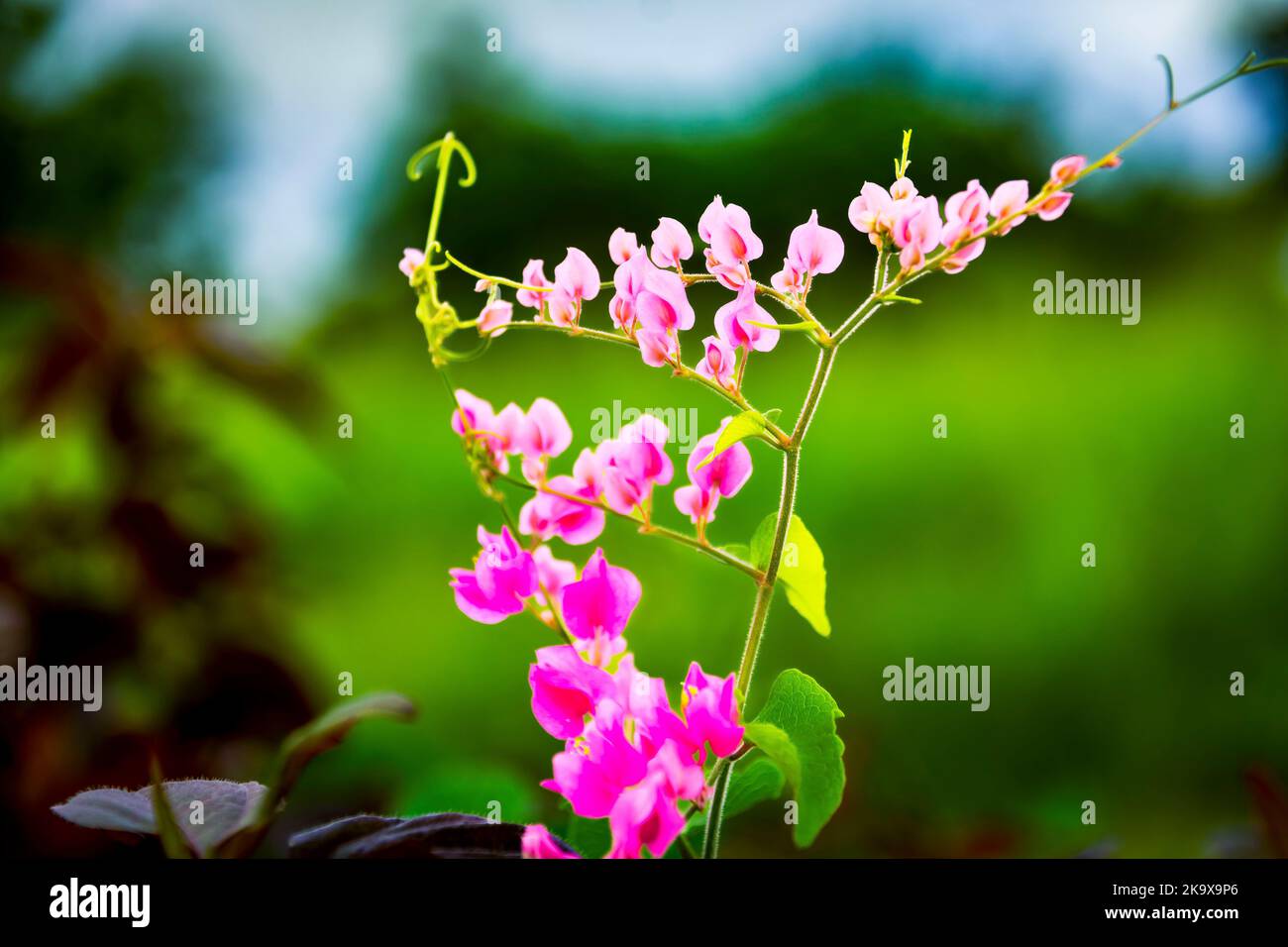 Flowers in Barbados Stock Photo Alamy