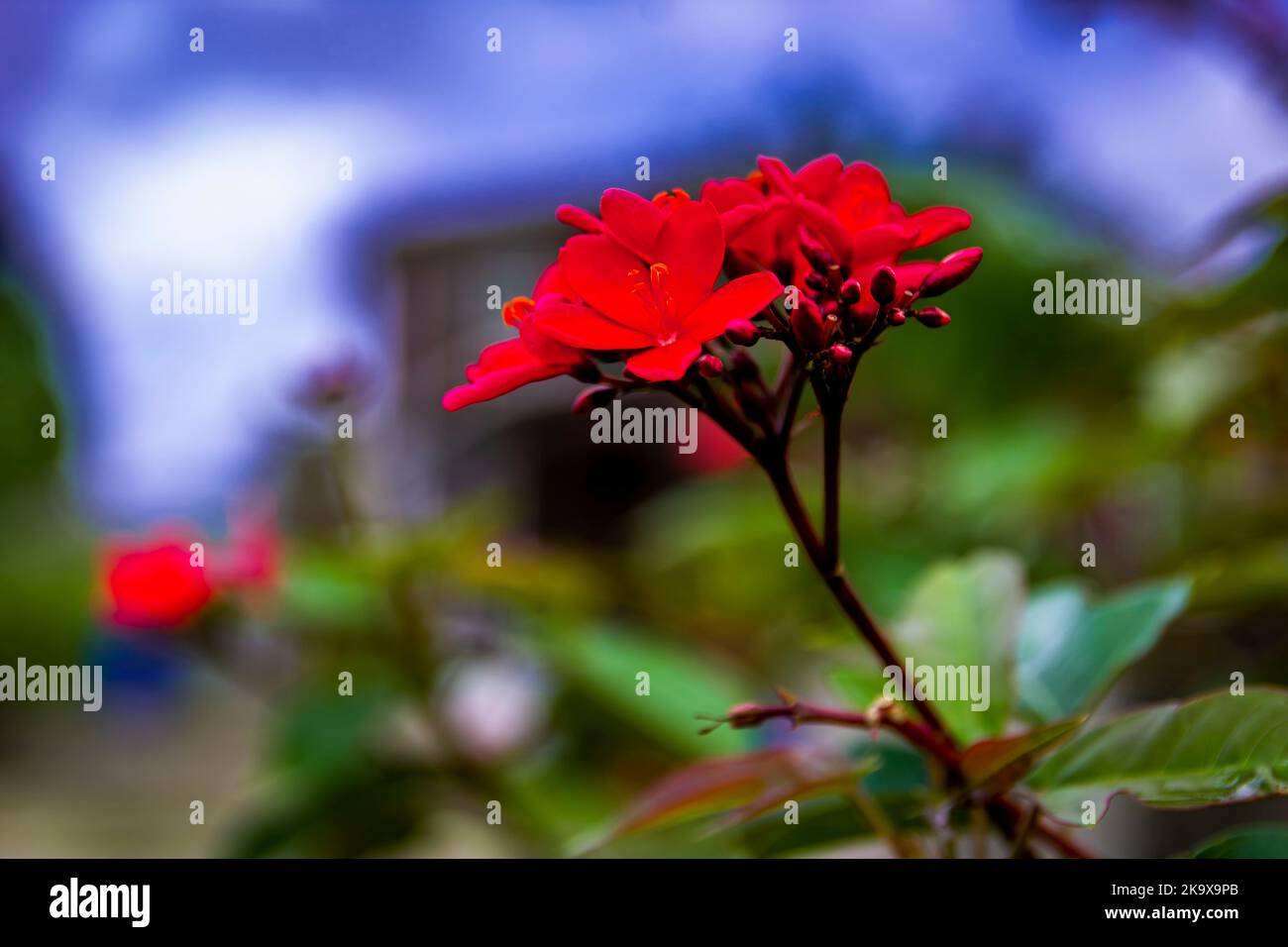 Flowers in Barbados Stock Photo Alamy