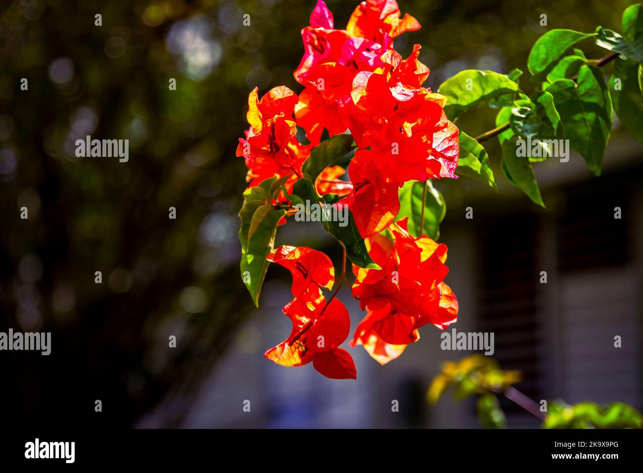 Flowers in Barbados Stock Photo Alamy