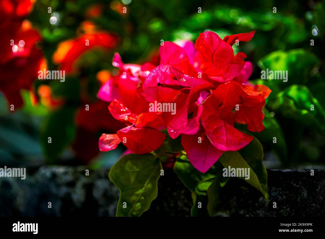 Flowers in Barbados Stock Photo Alamy