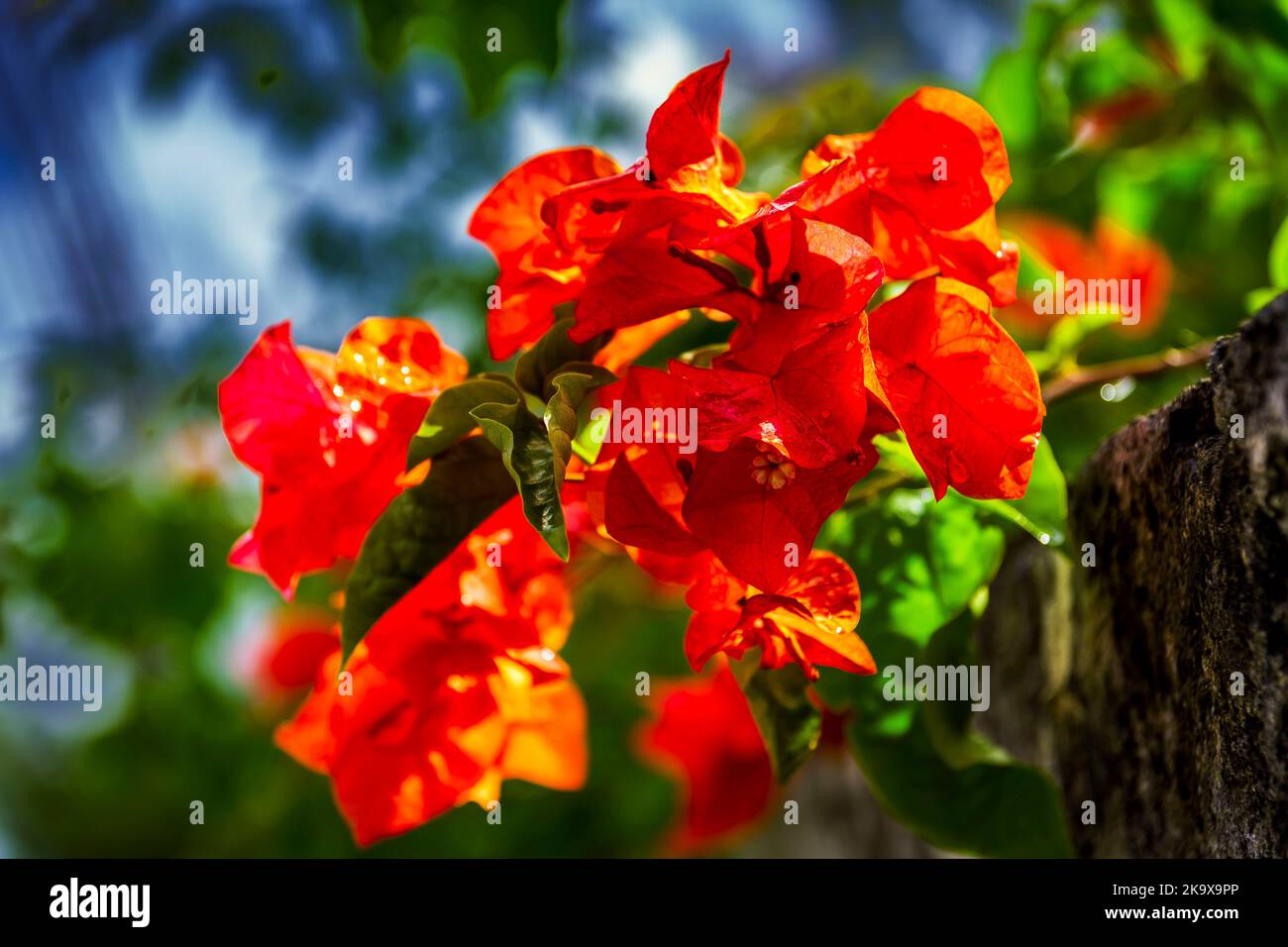 Flowers in Barbados Stock Photo Alamy
