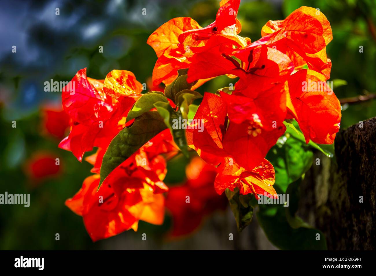 Flowers in Barbados Stock Photo Alamy