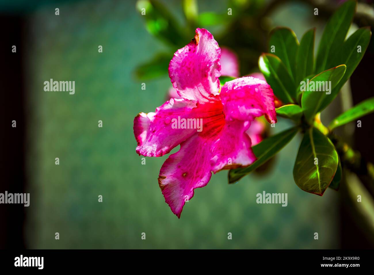 Flowers in Barbados Stock Photo Alamy