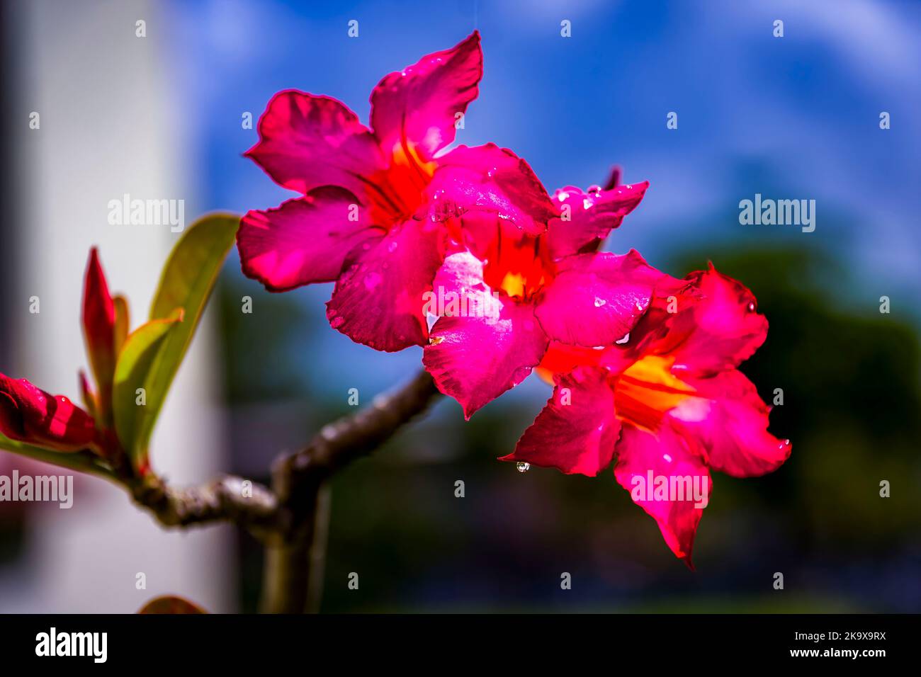 Flowers in Barbados Stock Photo Alamy