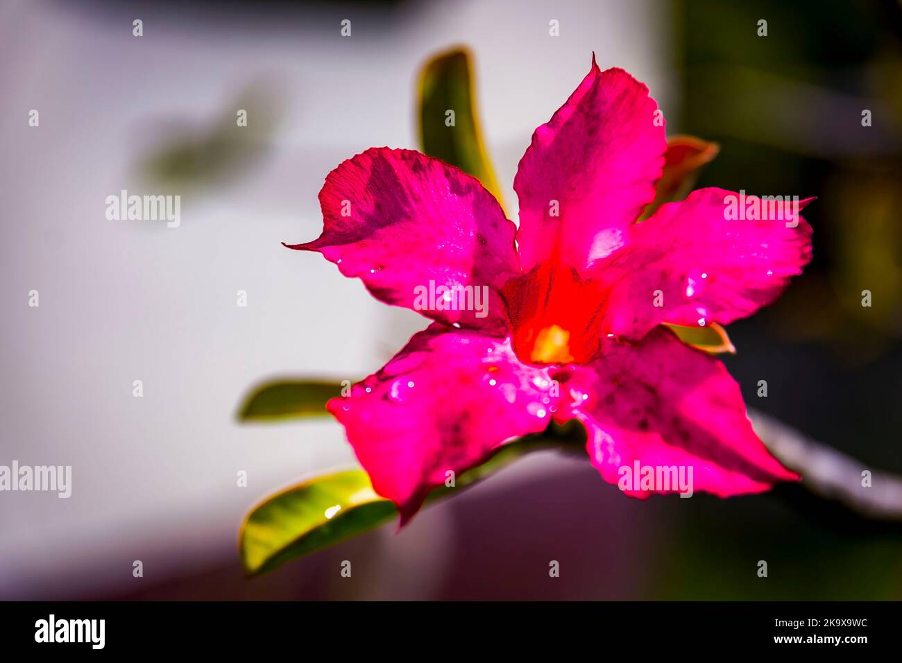 Flowers in Barbados Stock Photo Alamy