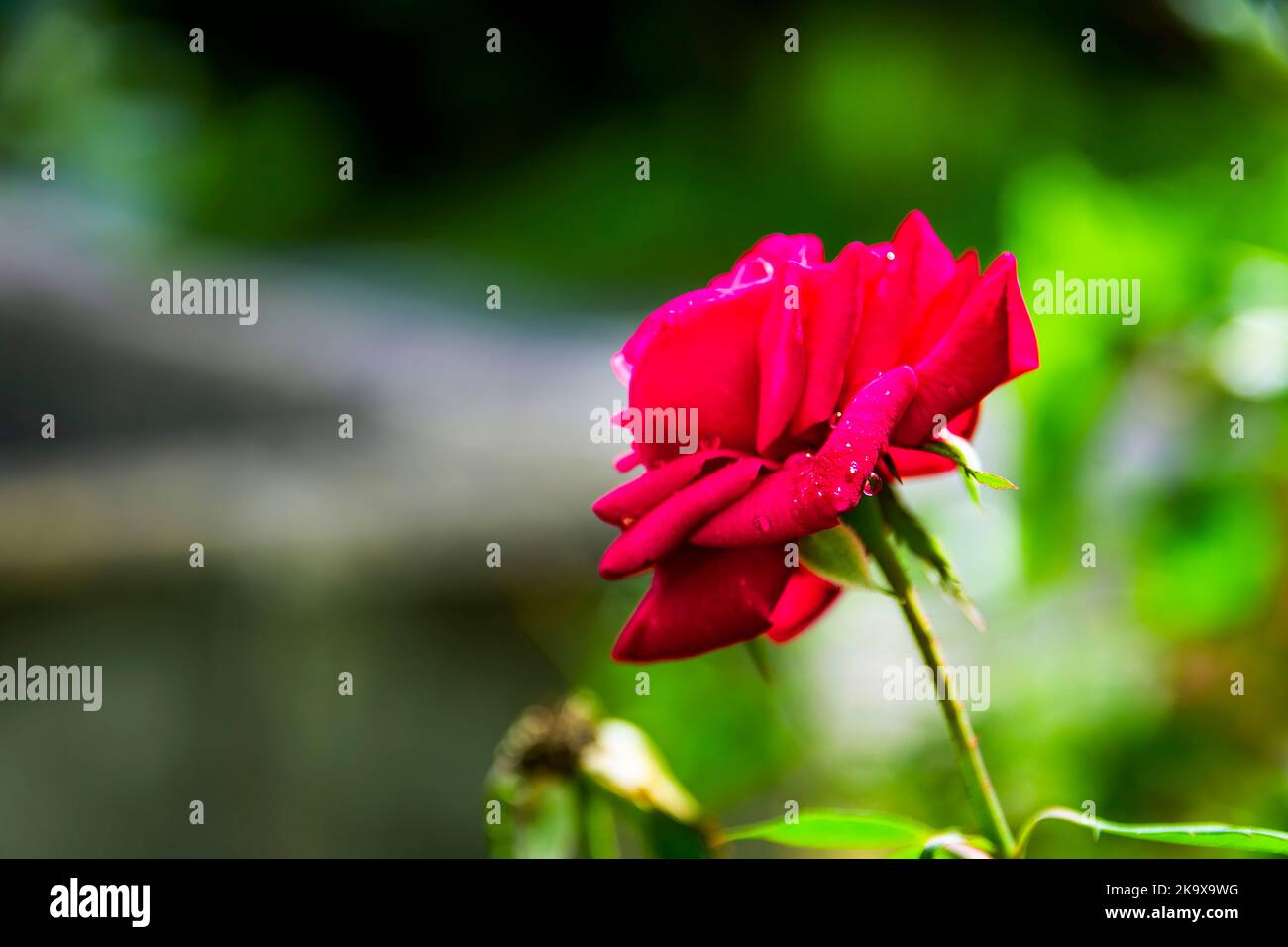 Flowers in Barbados Stock Photo Alamy
