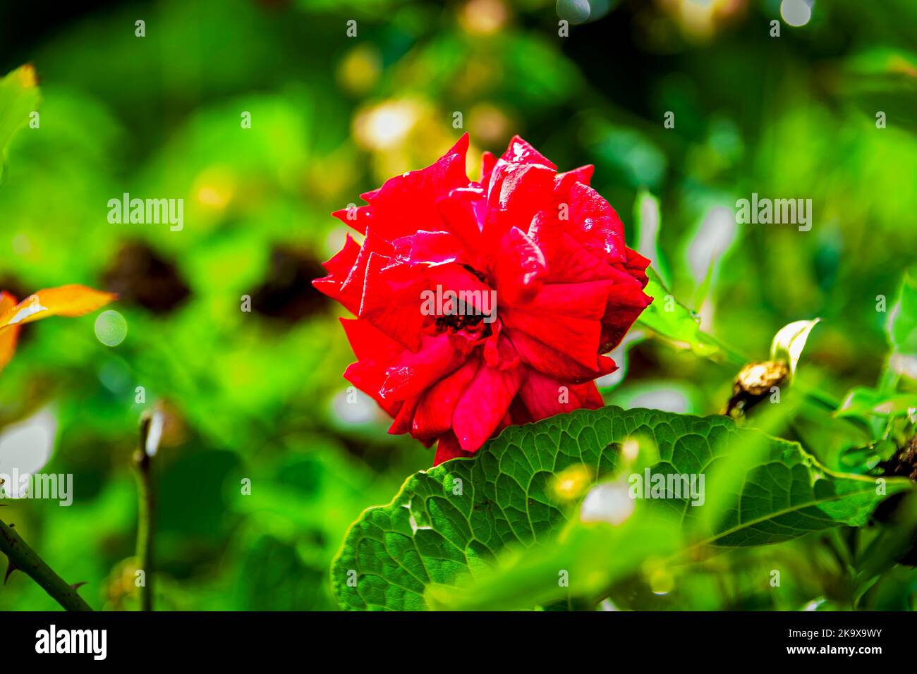 Flowers in Barbados Stock Photo Alamy