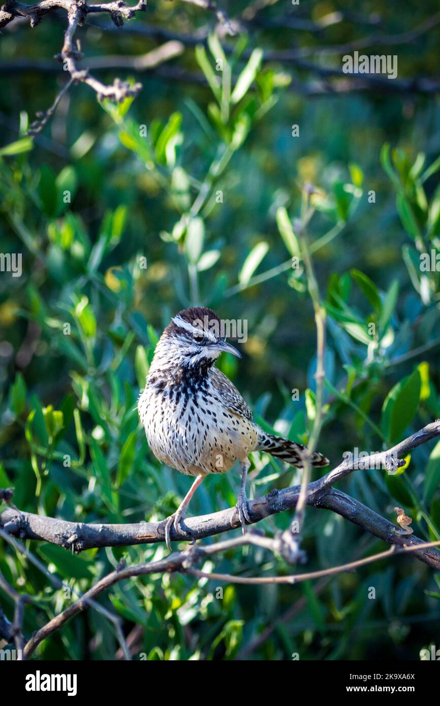 Perched Bird at Arizona-Sonora Desert Museum in Tucson, Arizona Stock Photo