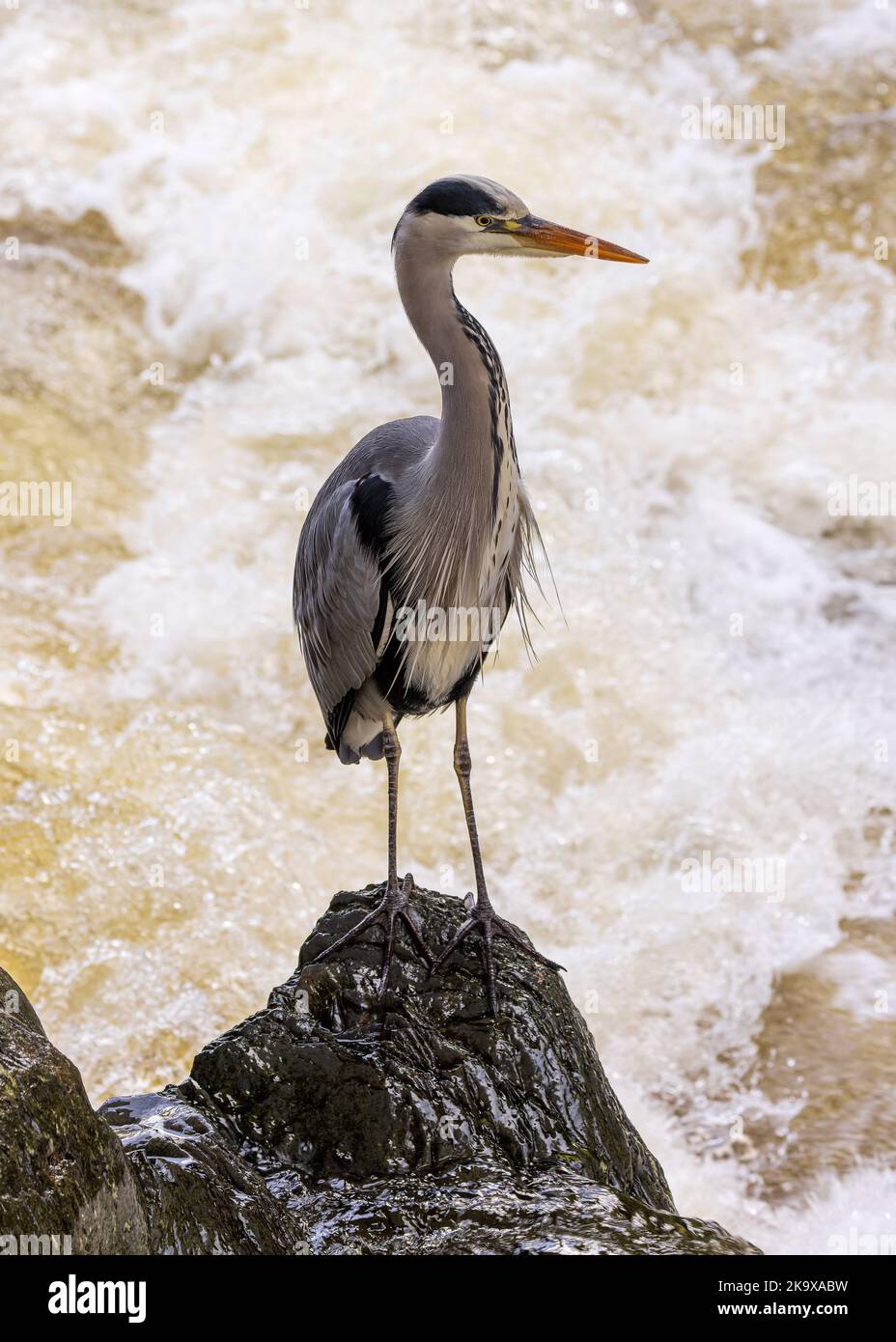 A wild grey Heron looking for fish on the riverbank at Betws y Coed , North Wales Stock Photo