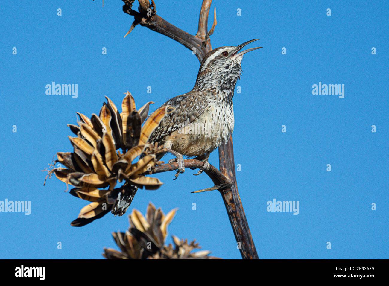 Perched Bird at Arizona-Sonora Desert Museum in Tucson, Arizona Stock Photo