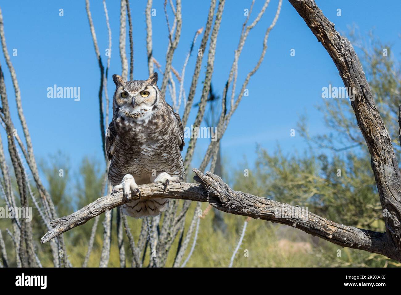 Perched Raptor at Arizona-Sonora Desert Museum in Tucson, Arizona Stock Photo