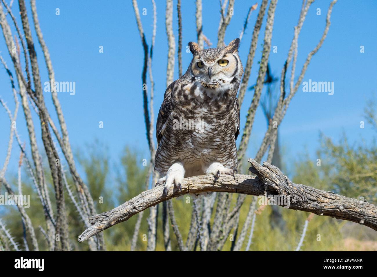 Perched Raptor at Arizona-Sonora Desert Museum in Tucson, Arizona Stock Photo