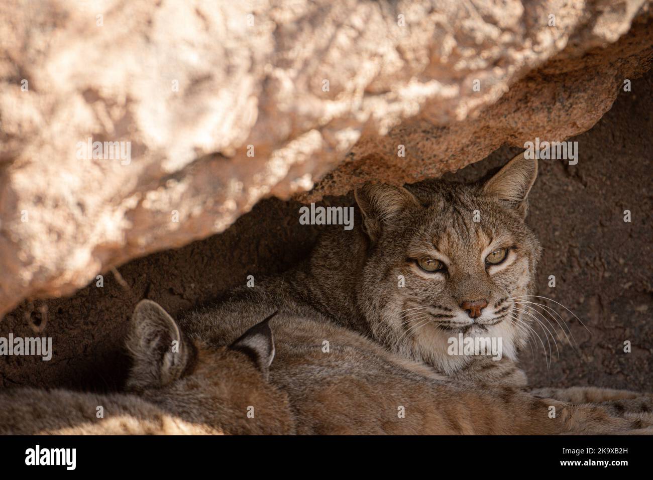 Resting Bobcat at Arizona-Sonora Desert Museum in Tucson, Arizona Stock Photo