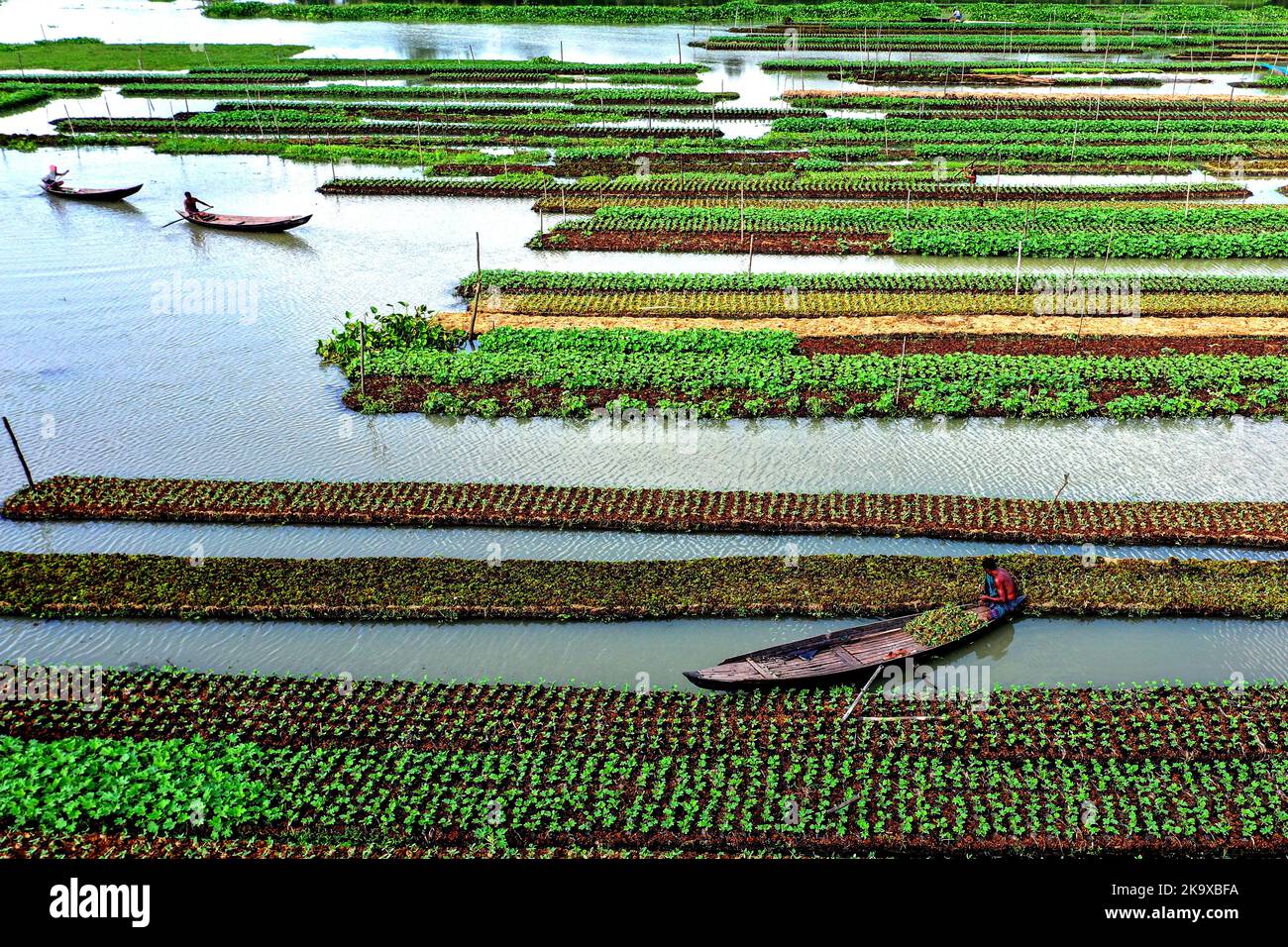 Barisal. 30th Oct, 2022. Farmers row boats beside floating vegetable beds in Barisal, Bangladesh, Oct. 25, 2022. Credit: Xinhua/Alamy Live News Stock Photo