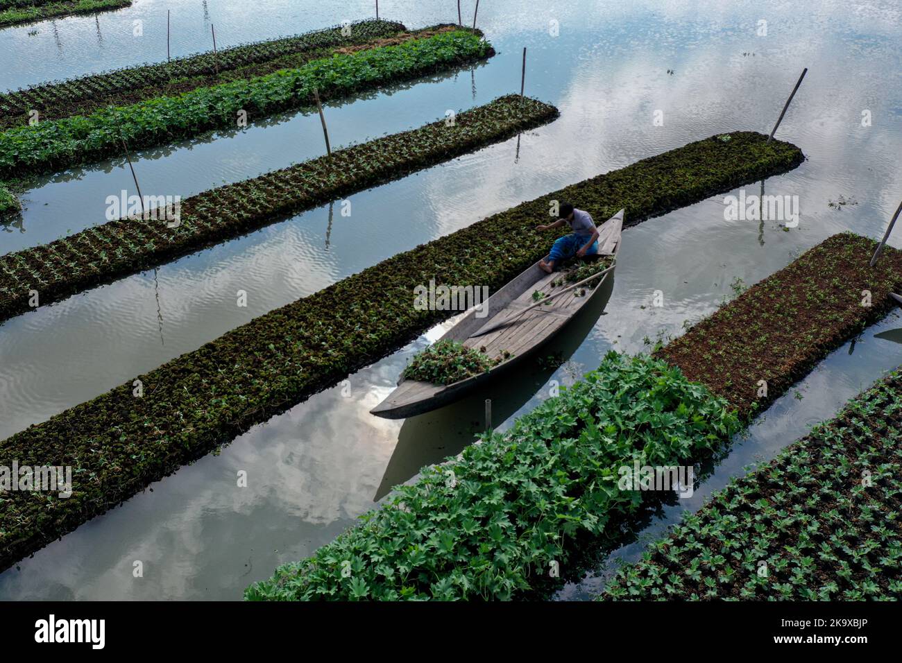 Barisal. 30th Oct, 2022. A farmer rows boat beside floating vegetable beds in Barisal, Bangladesh, Oct. 25, 2022. Credit: Xinhua/Alamy Live News Stock Photo