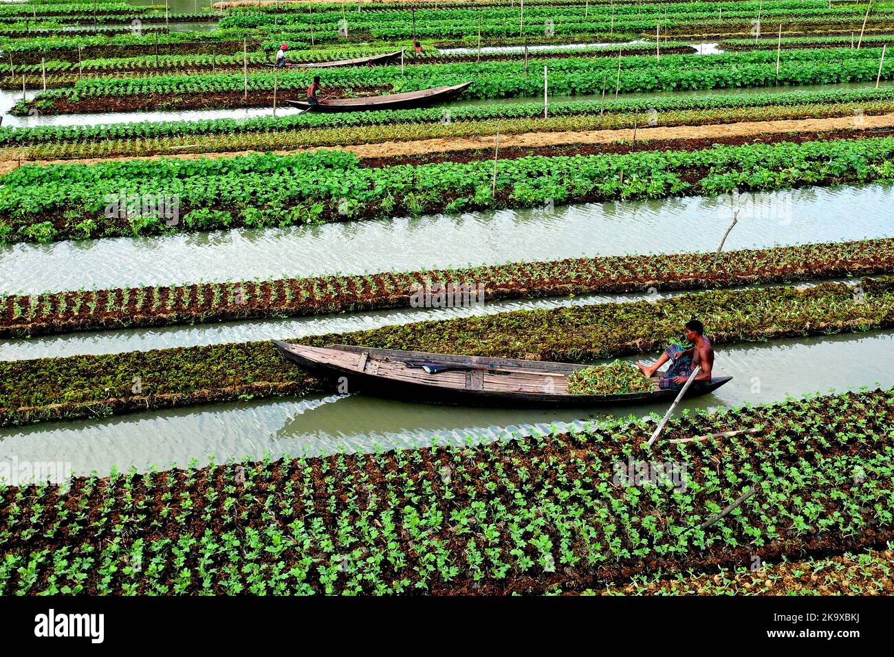 Barisal. 30th Oct, 2022. Farmers row boats beside floating vegetable beds in Barisal, Bangladesh, Oct. 25, 2022. Credit: Xinhua/Alamy Live News Stock Photo
