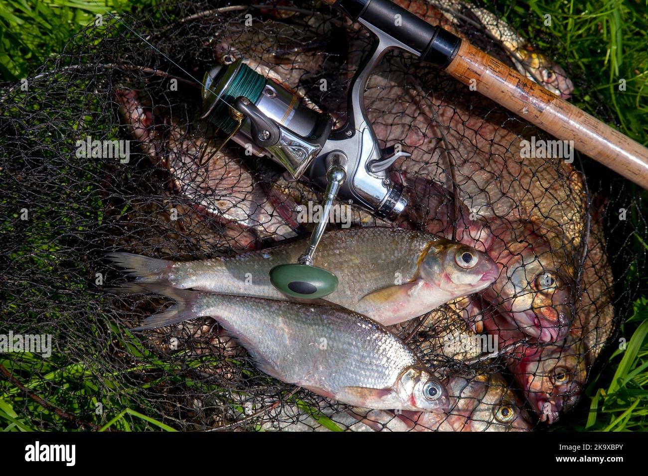 Fishing concept. Freshwater fish and fishing rods with reels on keepnet  with fishery catch in it. Two freshwater white bream or silver bream on  keepne Stock Photo - Alamy