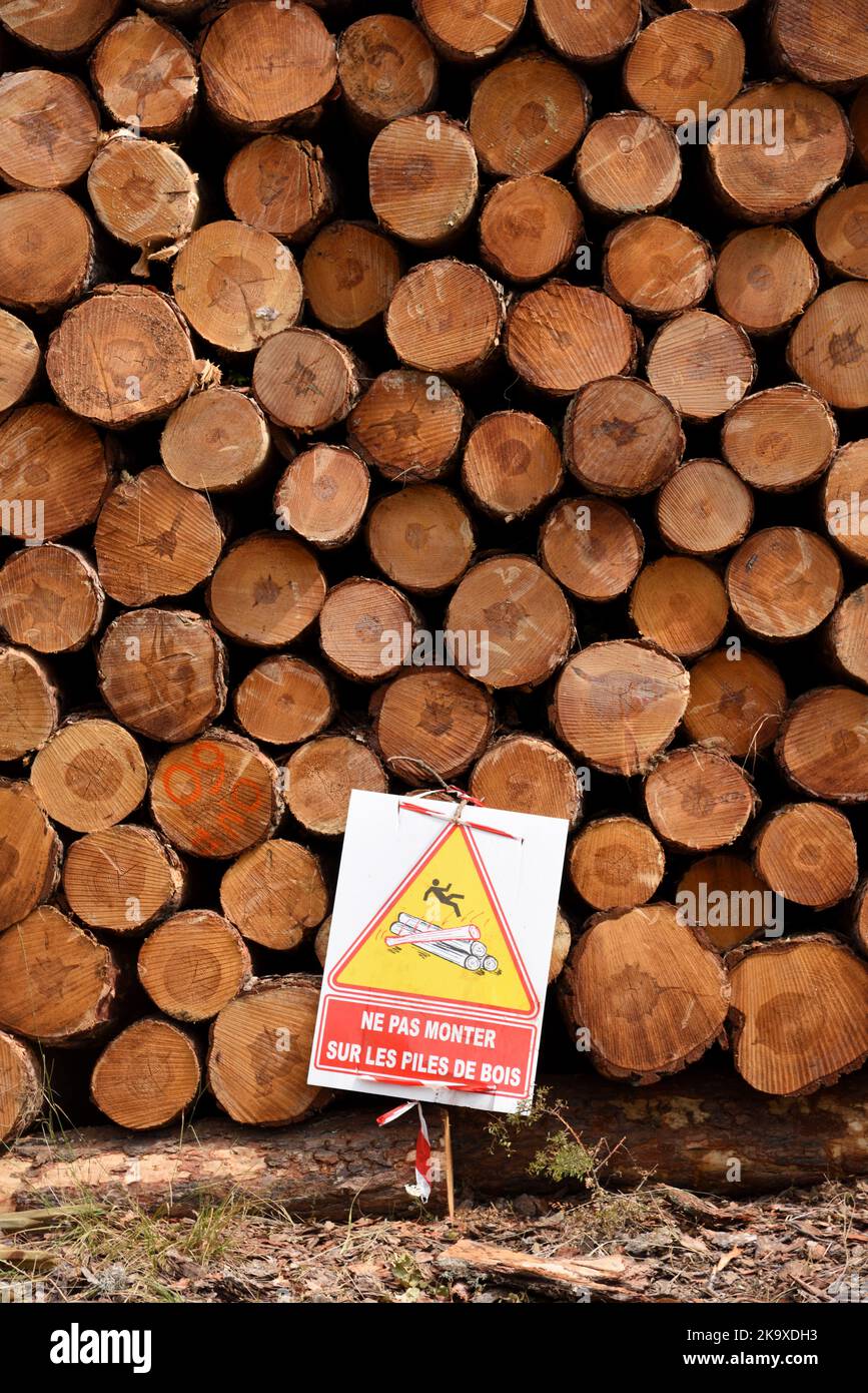 Cut Logs or Stacked Timber Piled Up Ready for Processing or Delivery to