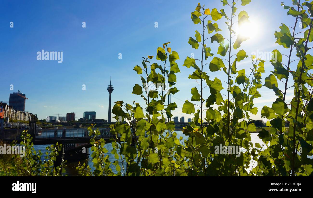 View of Rhine river in Düsseldorf/Germany, seen through the green leaves of a tree. Stock Photo