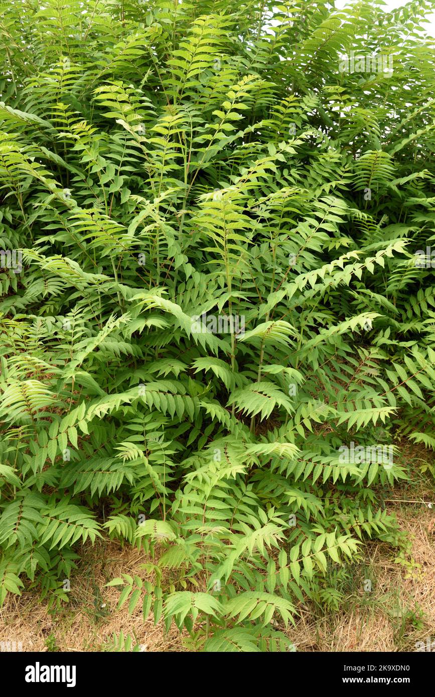 Leaves of Ailanthus altissima known as the Tree of Heaven, Ailanthus or Vanish Tree, a Noxious Weed & Invasive Species Stock Photo