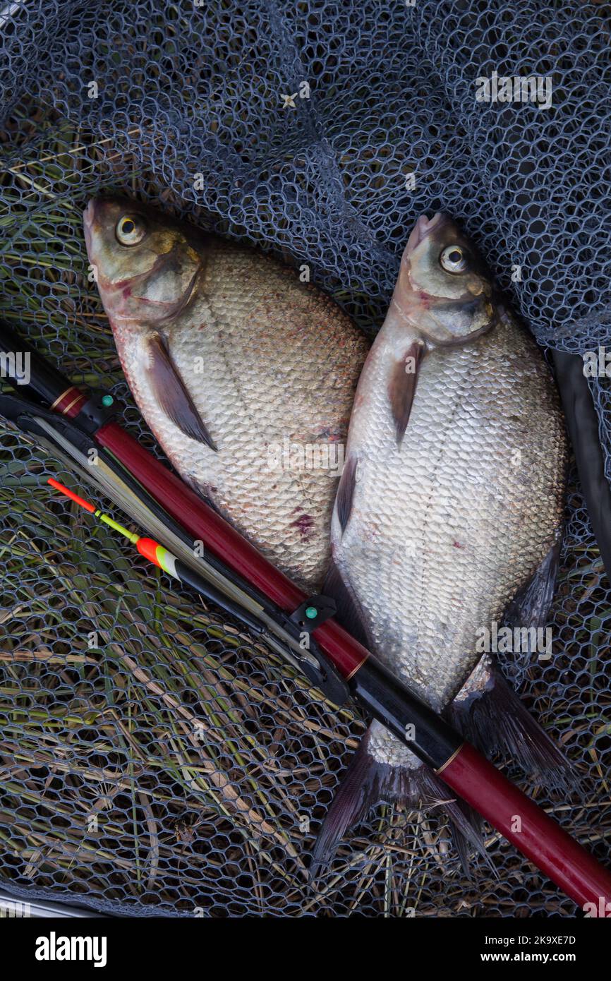 Catching fish two big freshwater common bream known as bronze bream