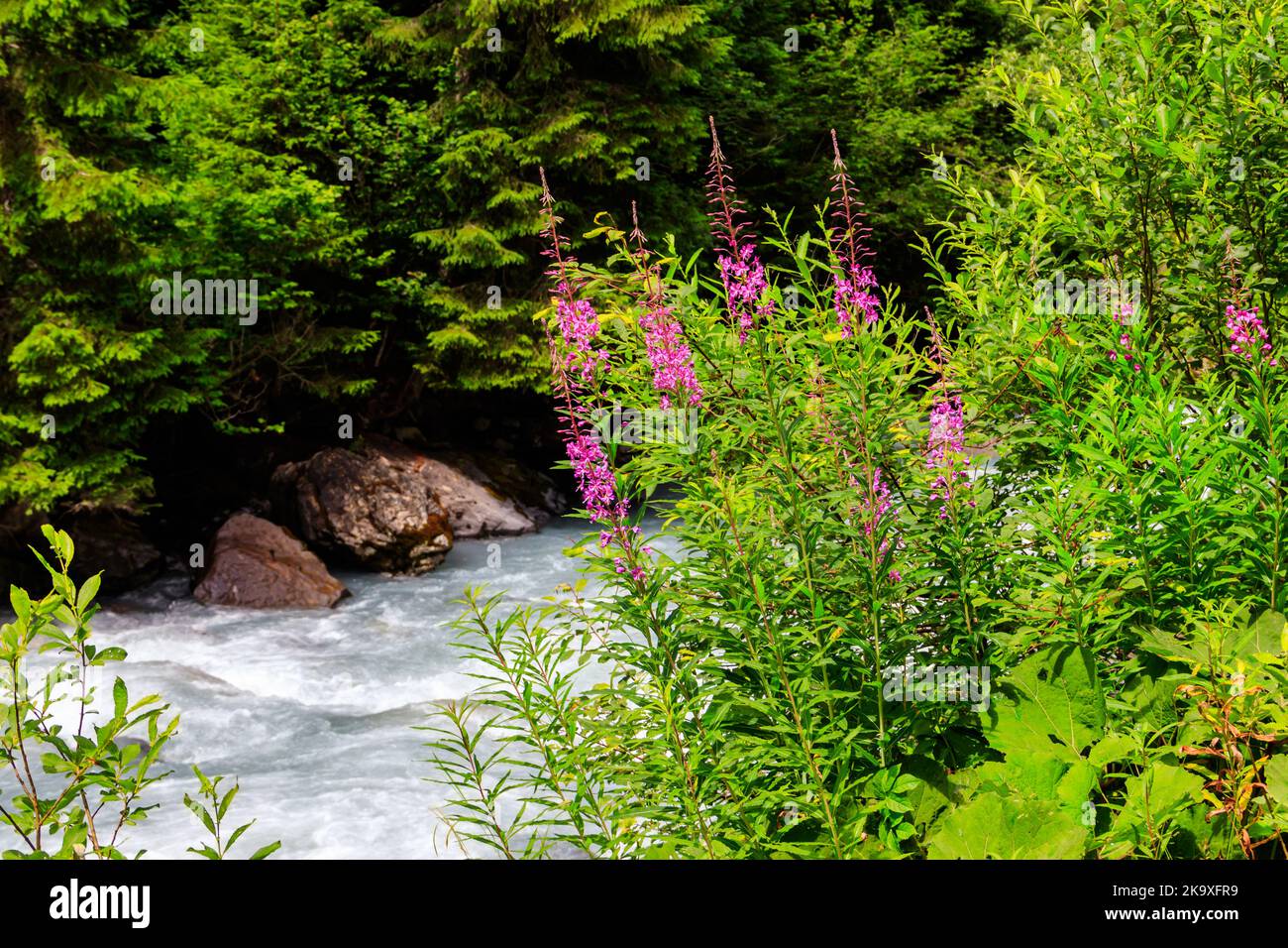 Rosebay willowherb or fireweed (Chamaenerion angustifolium) growing by the river Stock Photo