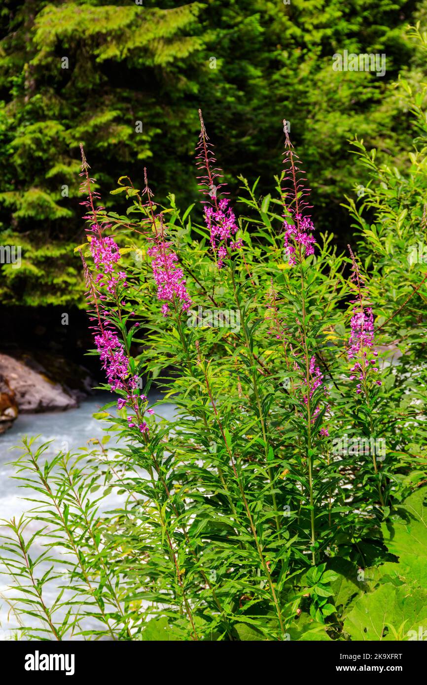 Rosebay willowherb or fireweed (Chamaenerion angustifolium) growing by the river Stock Photo